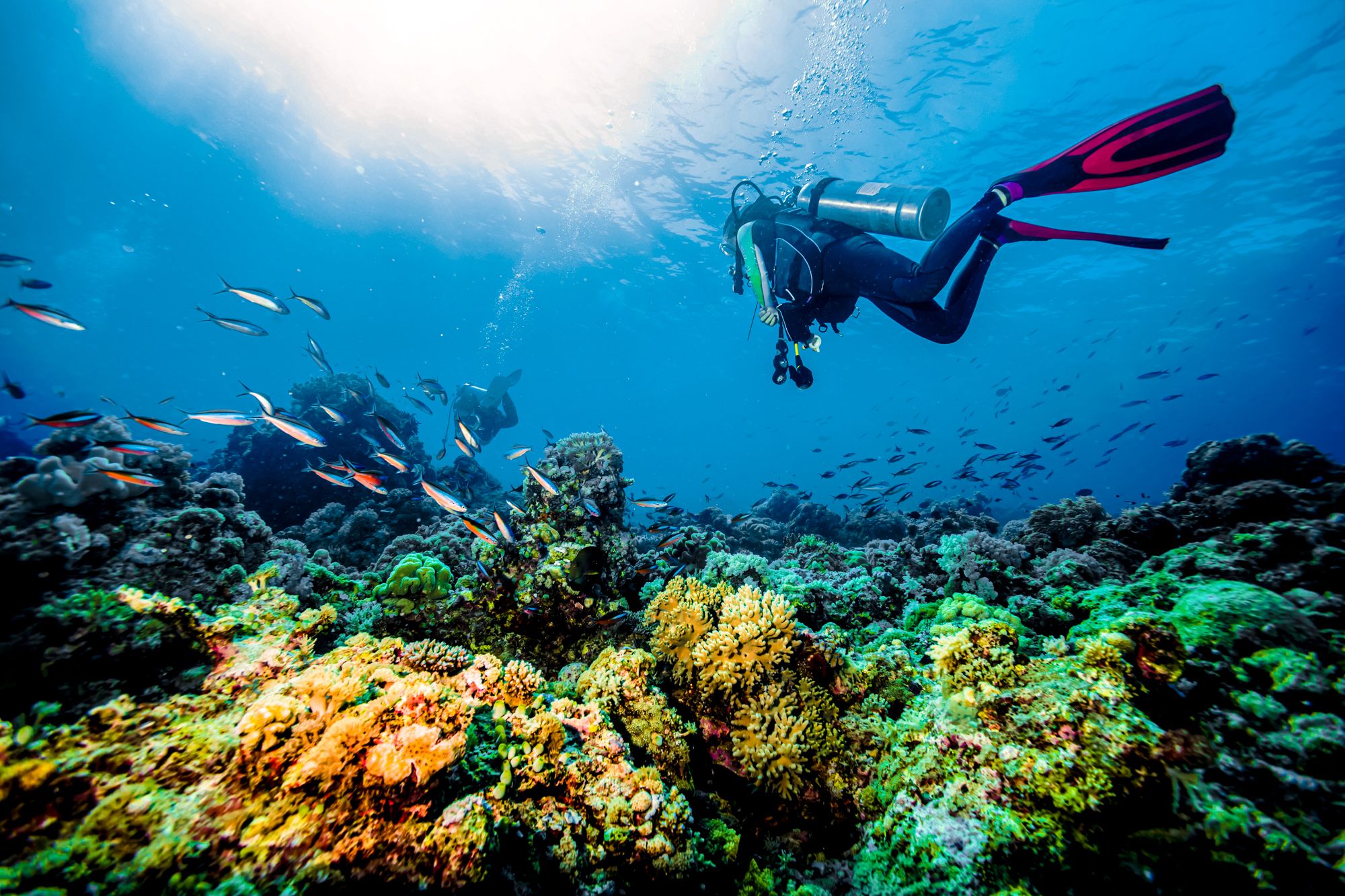 Scuba Diving Jamaica Coral Reef Exploring
