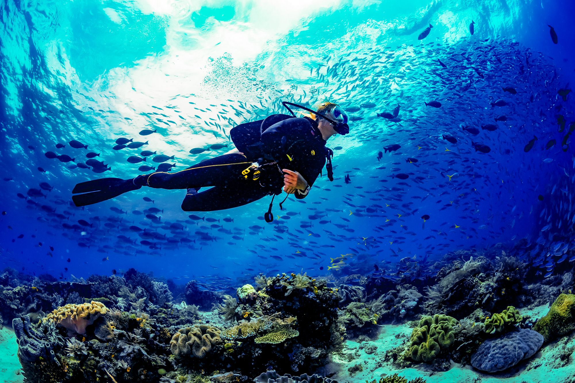 Scuba Diving Jamaica Over Reef