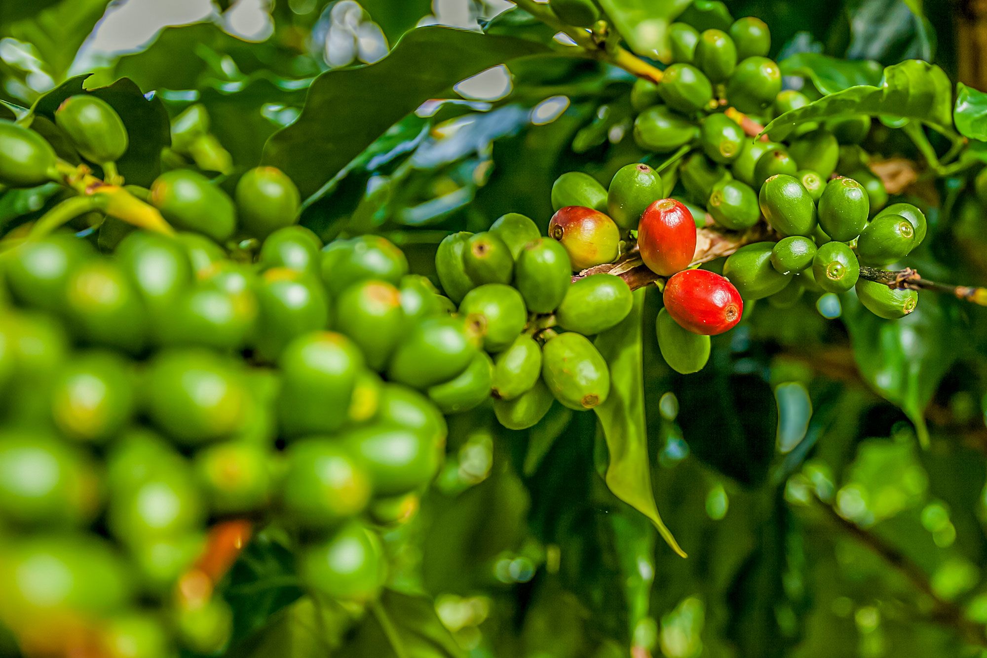 10 Things That Attracts Tourist To The Island Of Jamaica Pure Jamaica Media