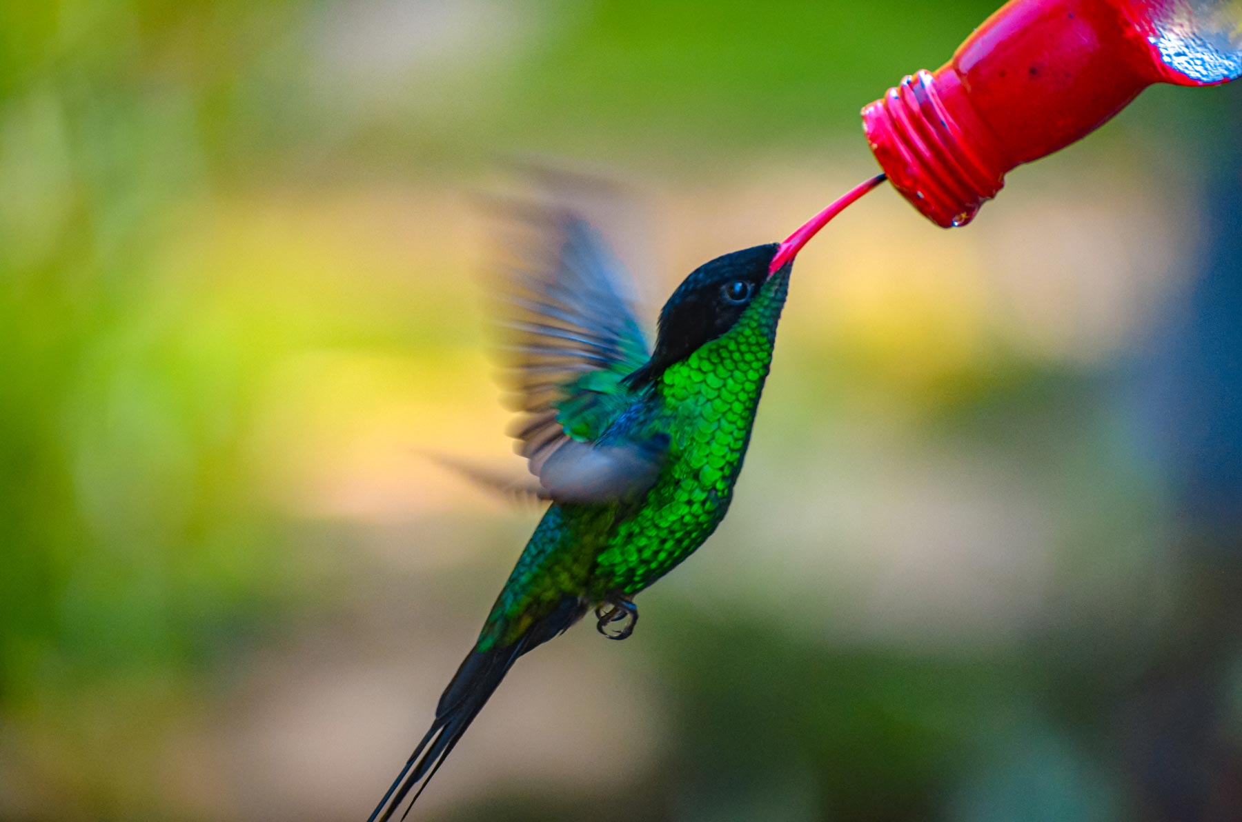 Red Billed Streamertail Hummingbird Negril Jamaica