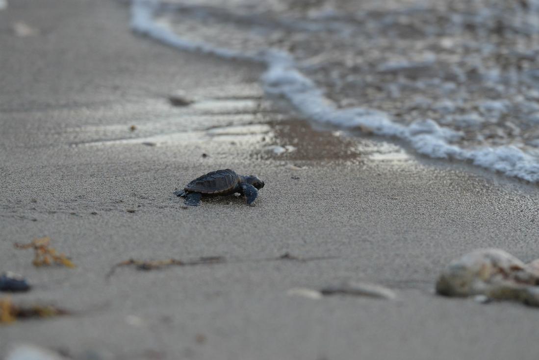 turtle watching tour ocho rios jamaica