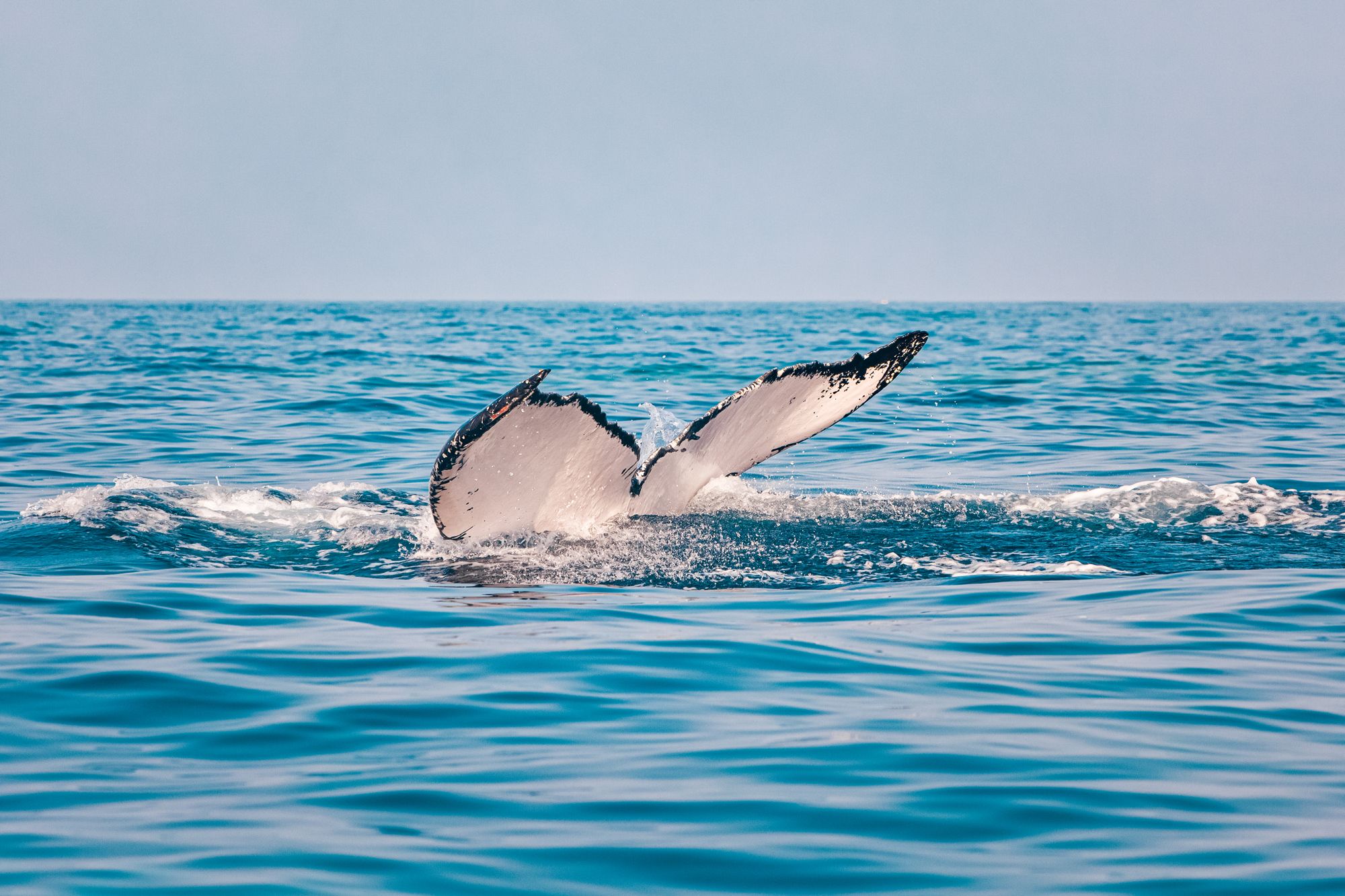 Turks Caicos Whale Tail