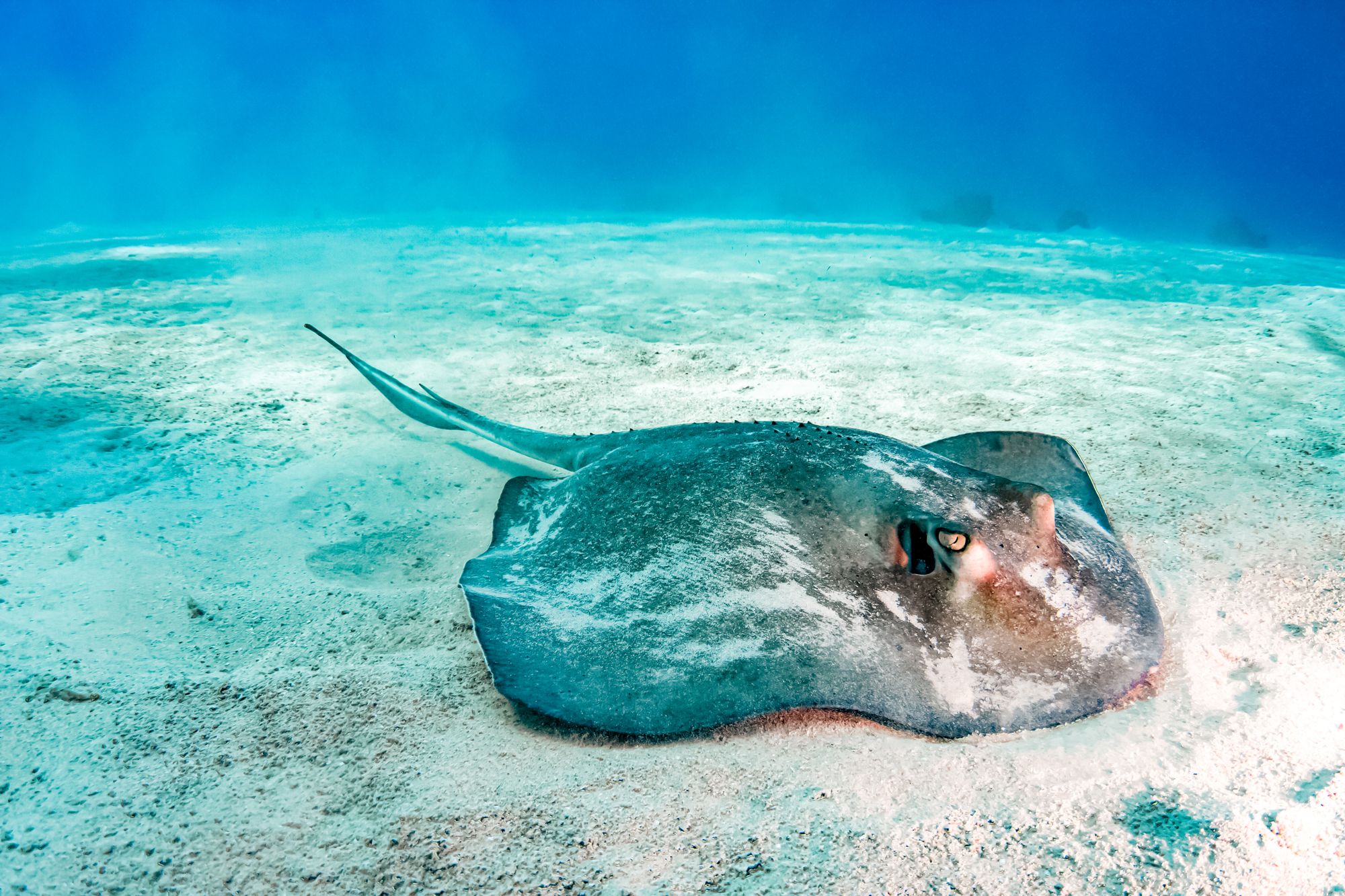 Mantaray Gibbs Turks Caicos