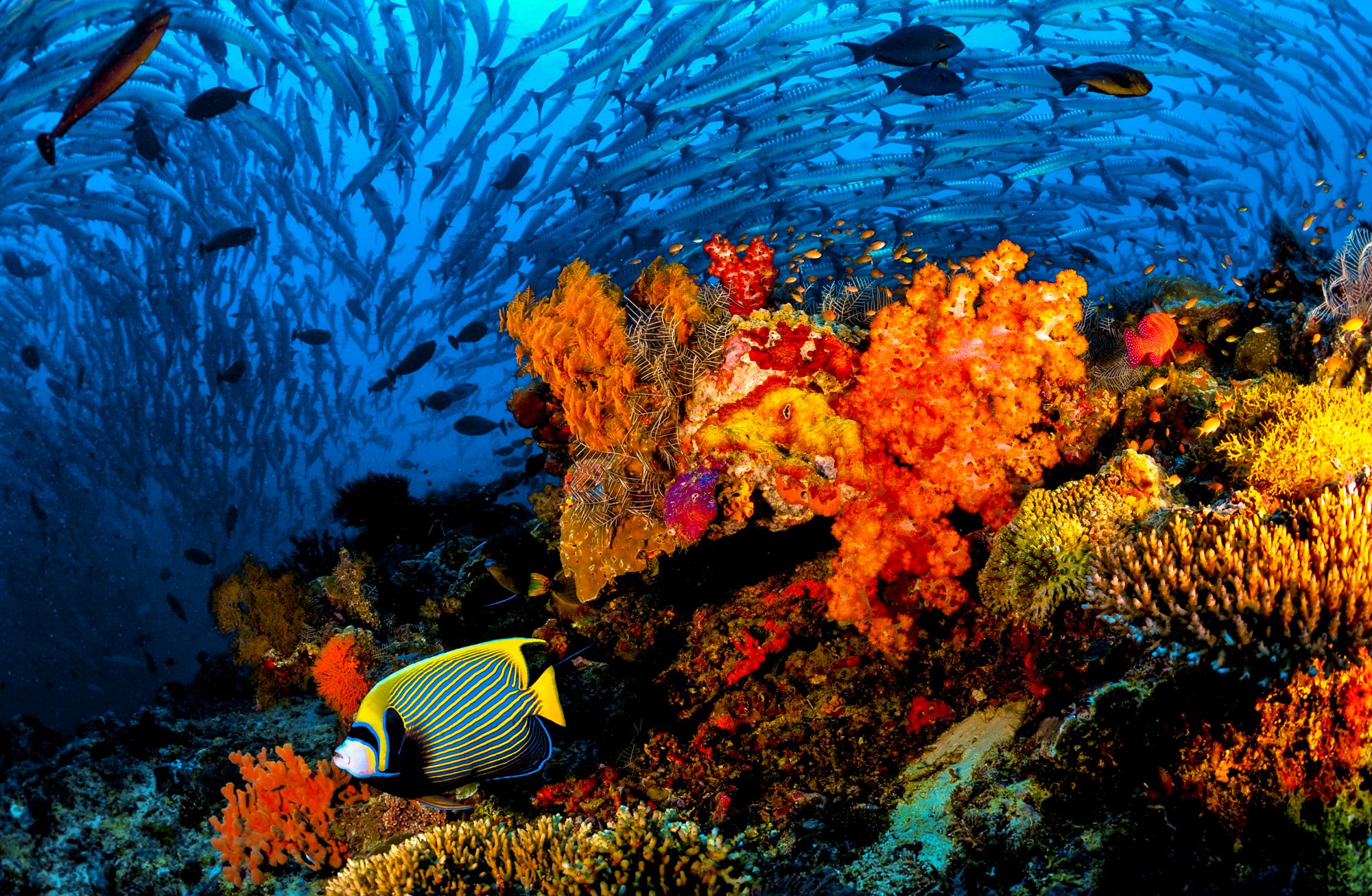 Scuba Diving Jamaica Barracuda Coral
