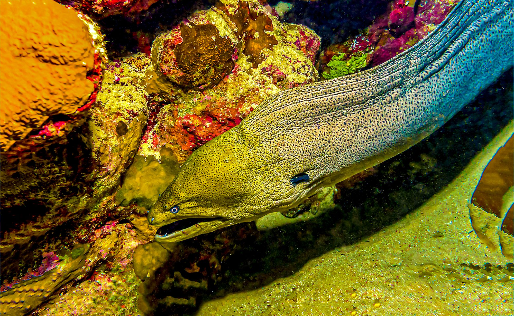 Scuba Diving Jamaica Moray Eel