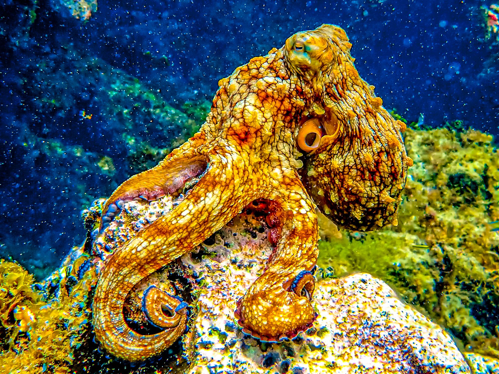 Scuba Diving Jamaica Octopus