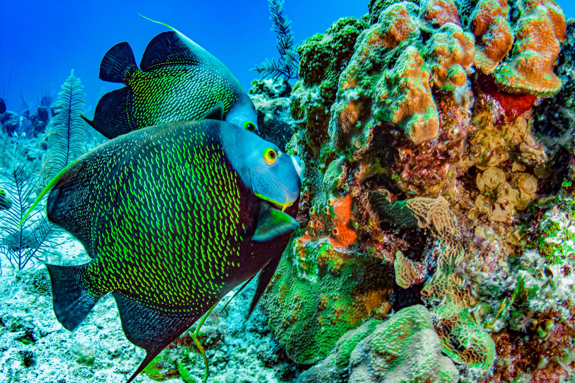 Underwater Sealife Turks Caicos
