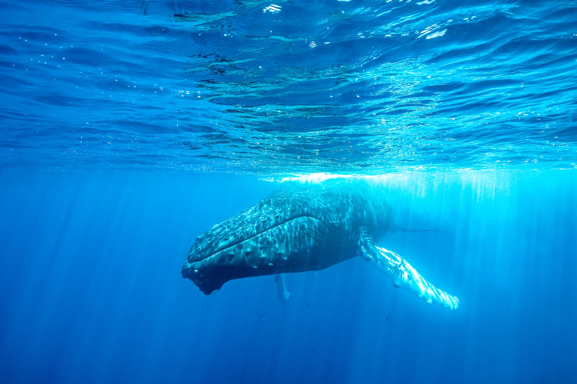 WHale Watching Turks Caicos