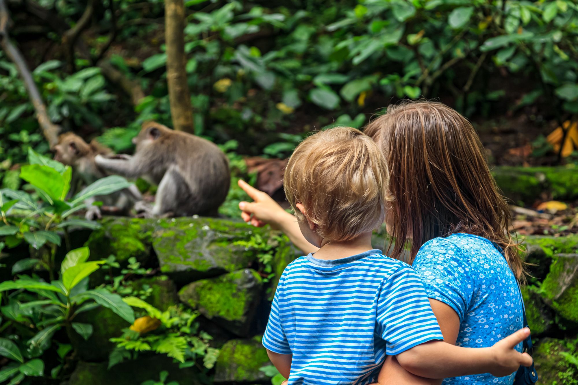 Green Monkeys Mom Kid Wildlife