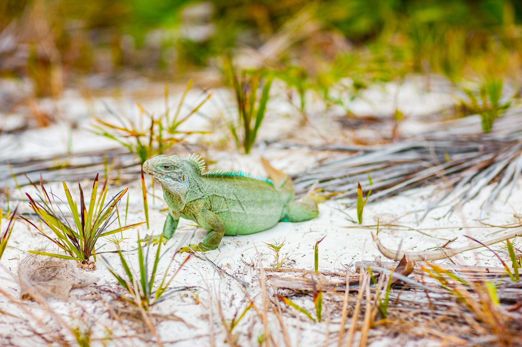 Rock Iguana Turks Caicos Beach