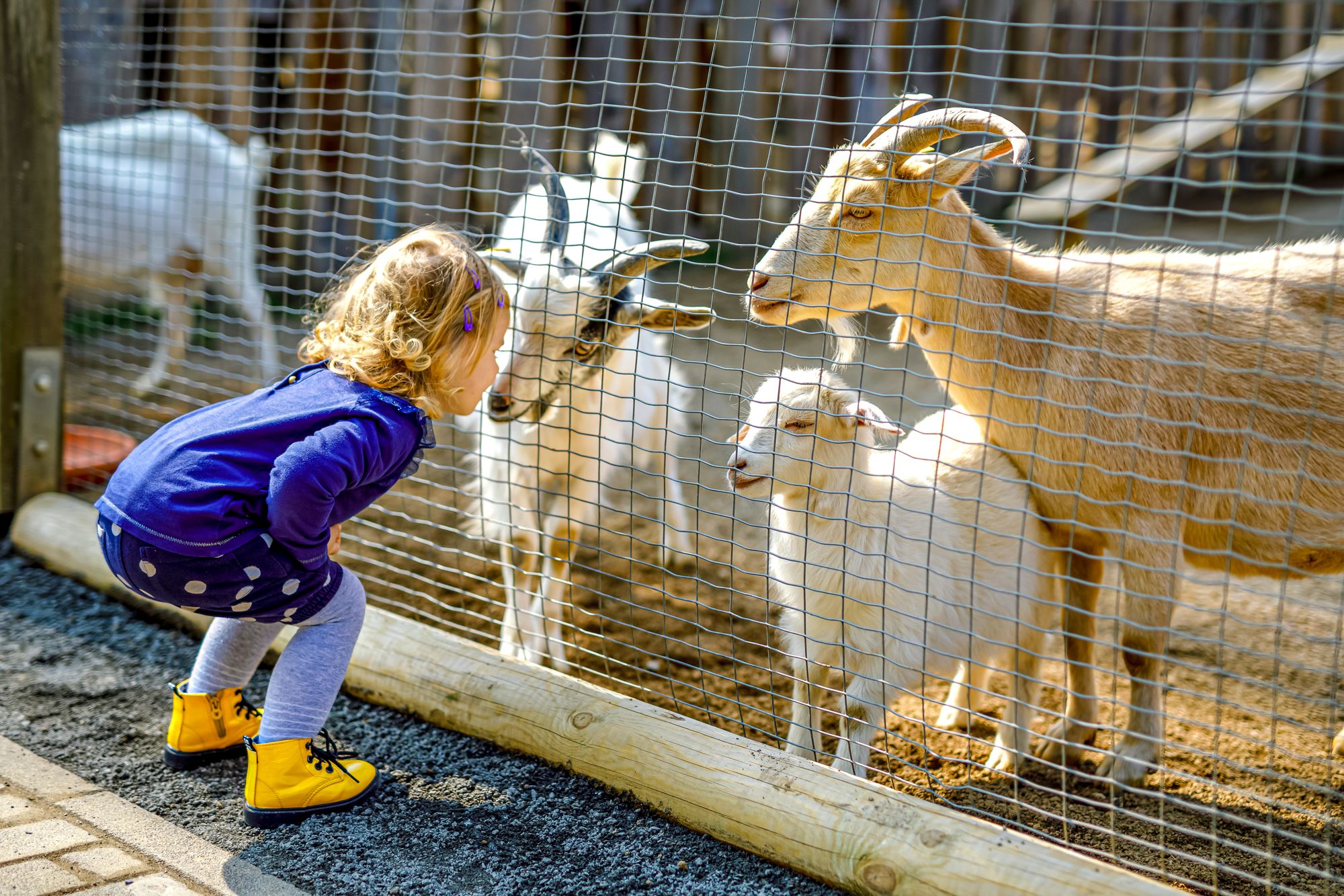 Toddler Goats Ranch Farm
