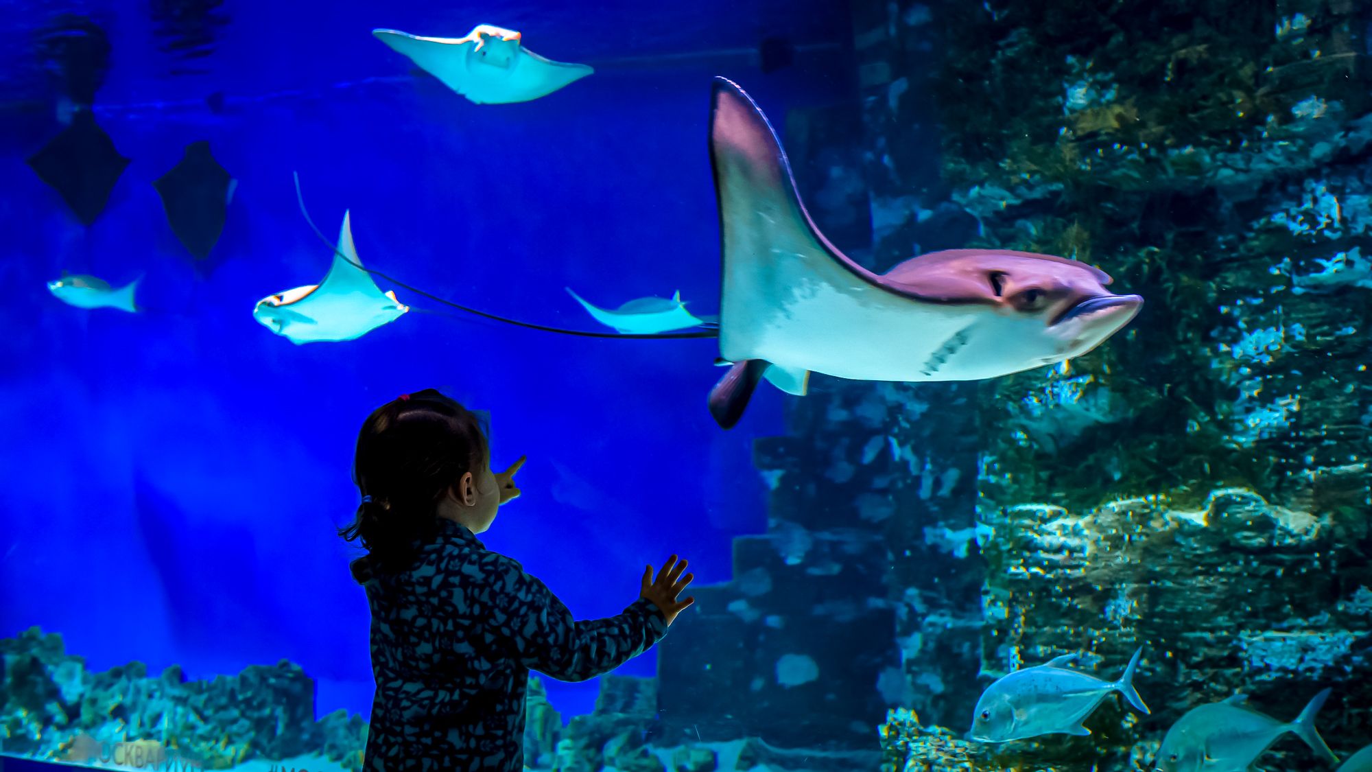 Toddler Manta Ray Aquarium