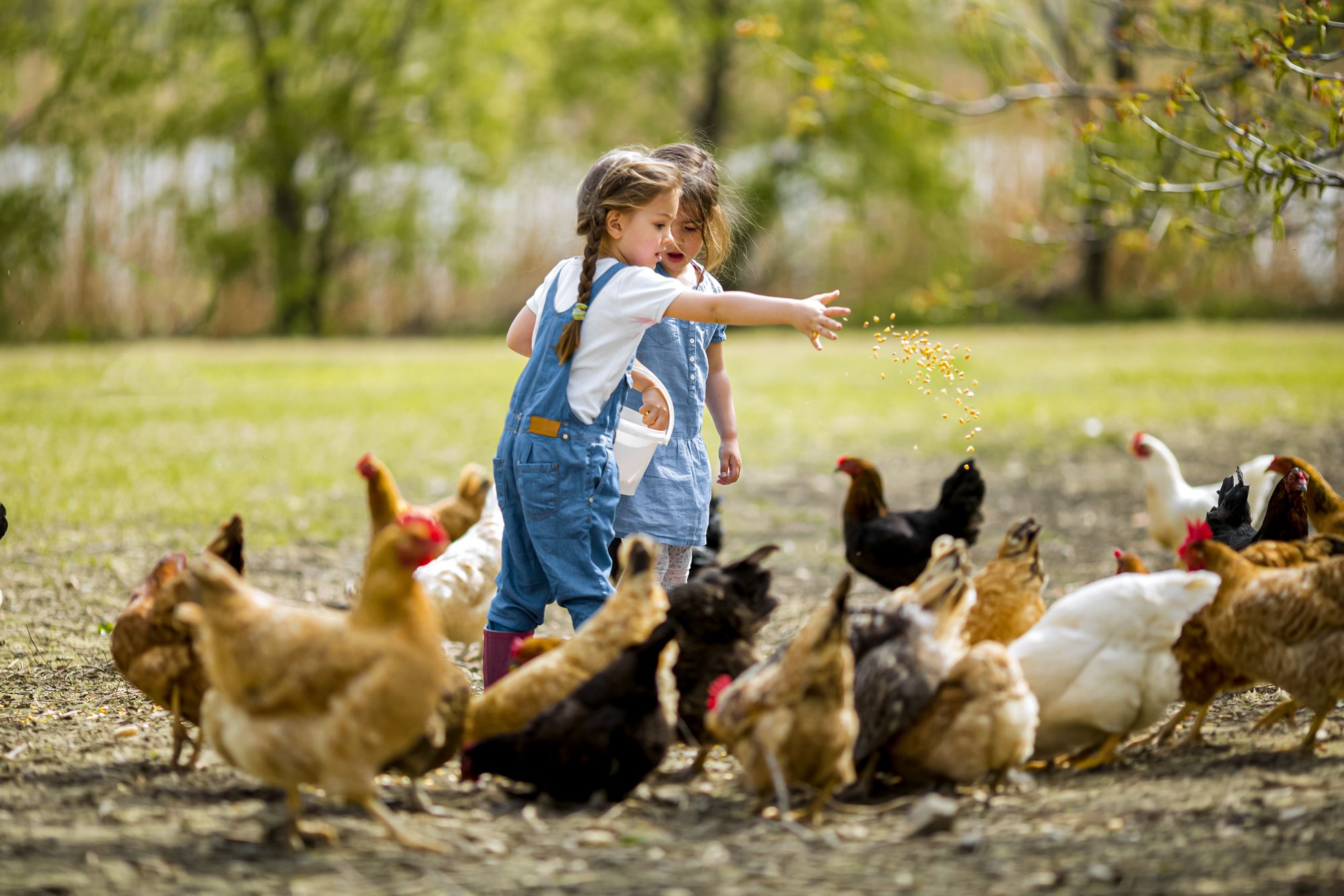 Toddlers Feeding Chicken Ranch Farm