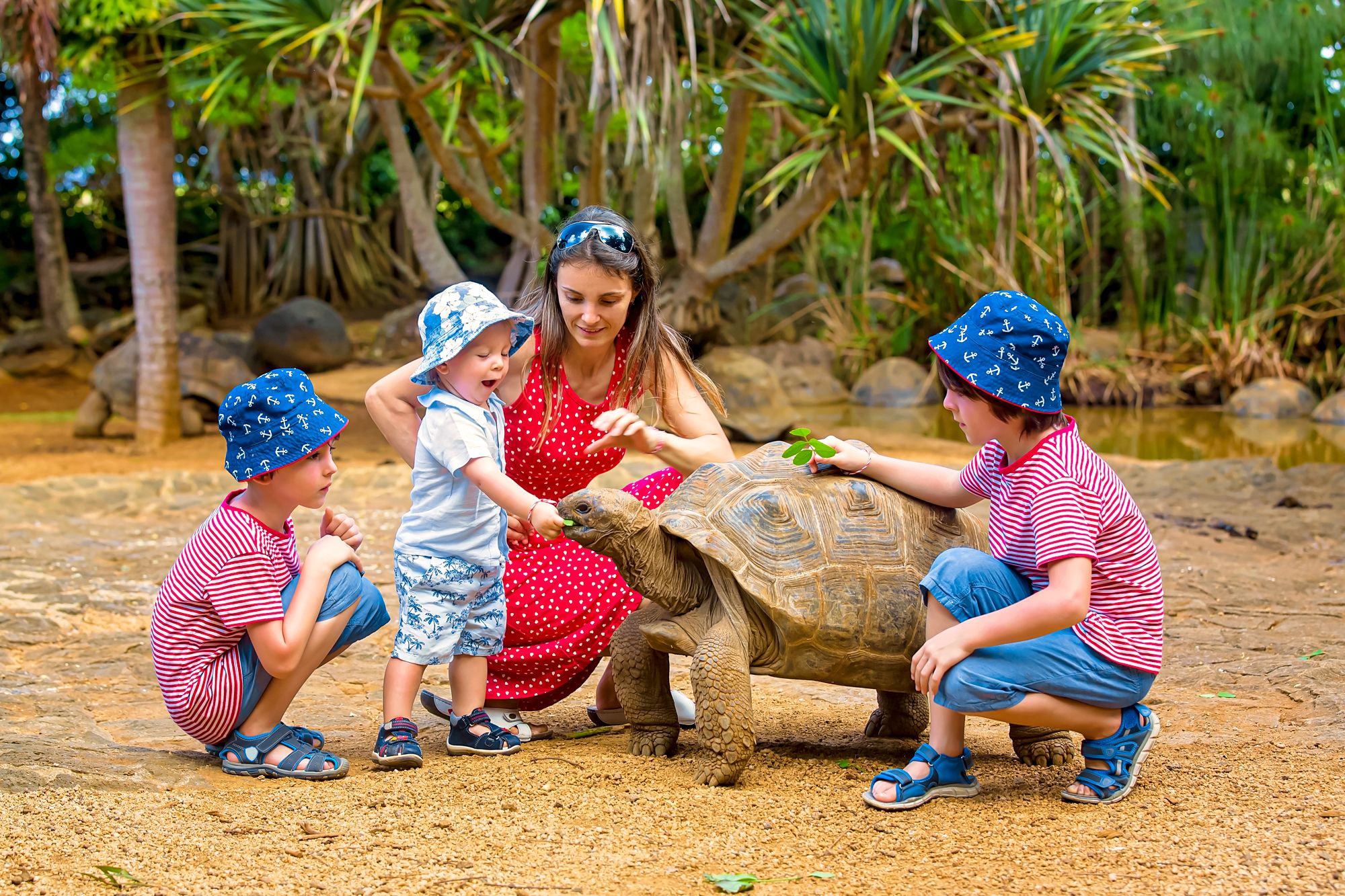 Toddlers Tortoise Wildlife Adventure