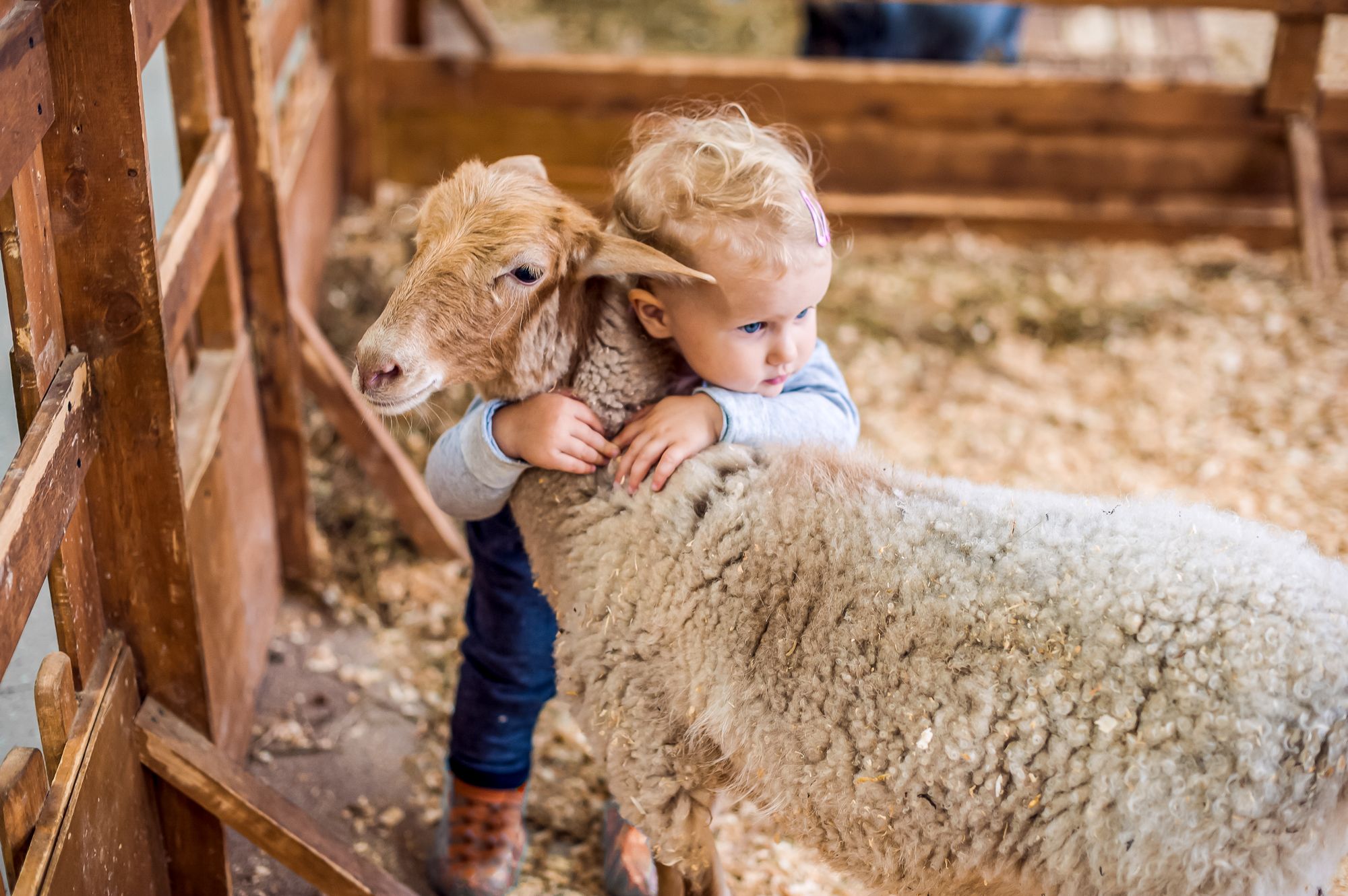 Baby Vacation Petting Zoo Lamb