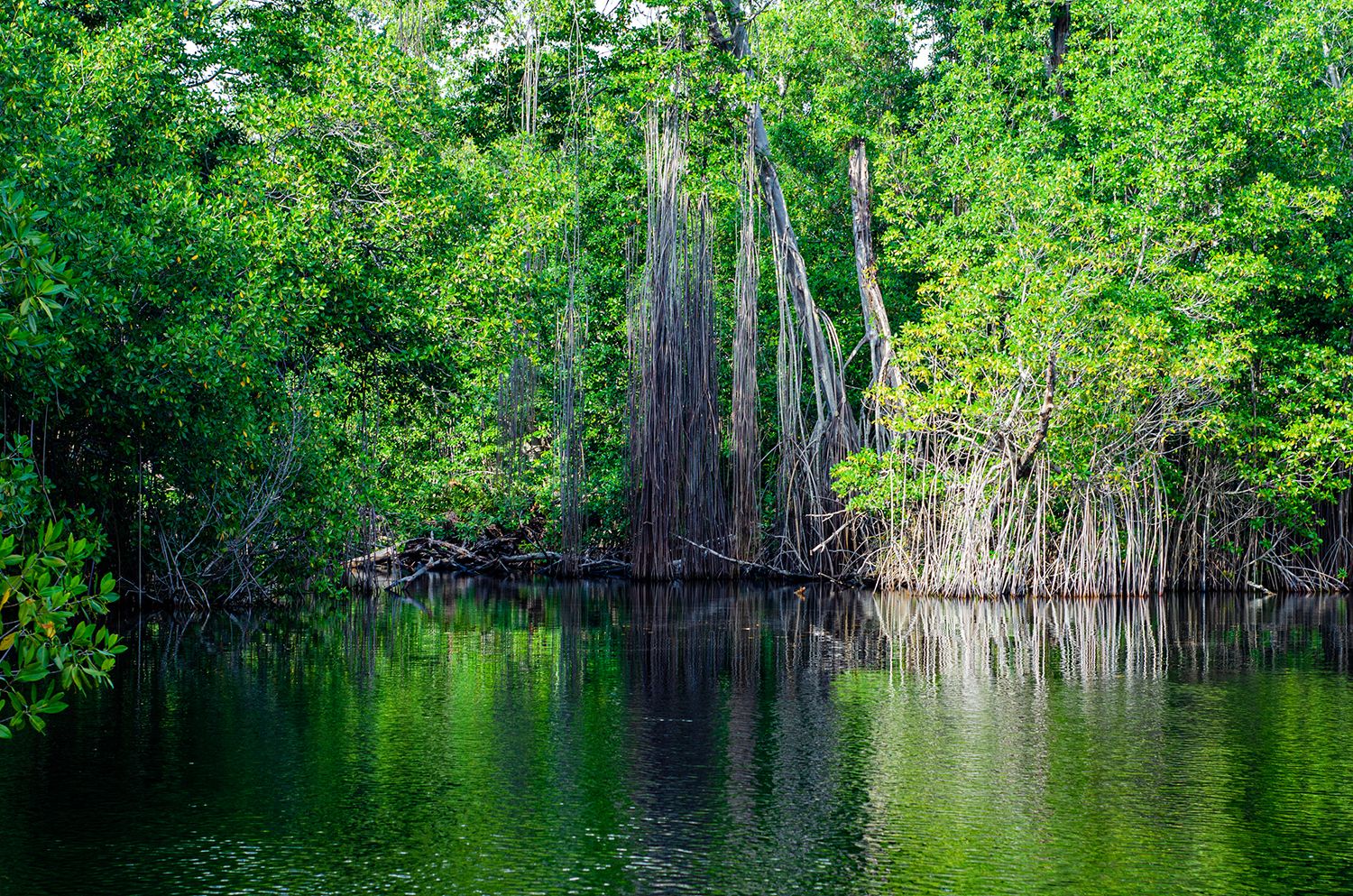 Black-river-safari