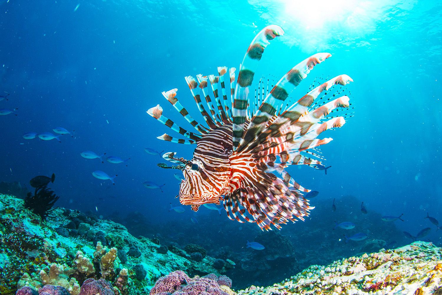 Lionfish