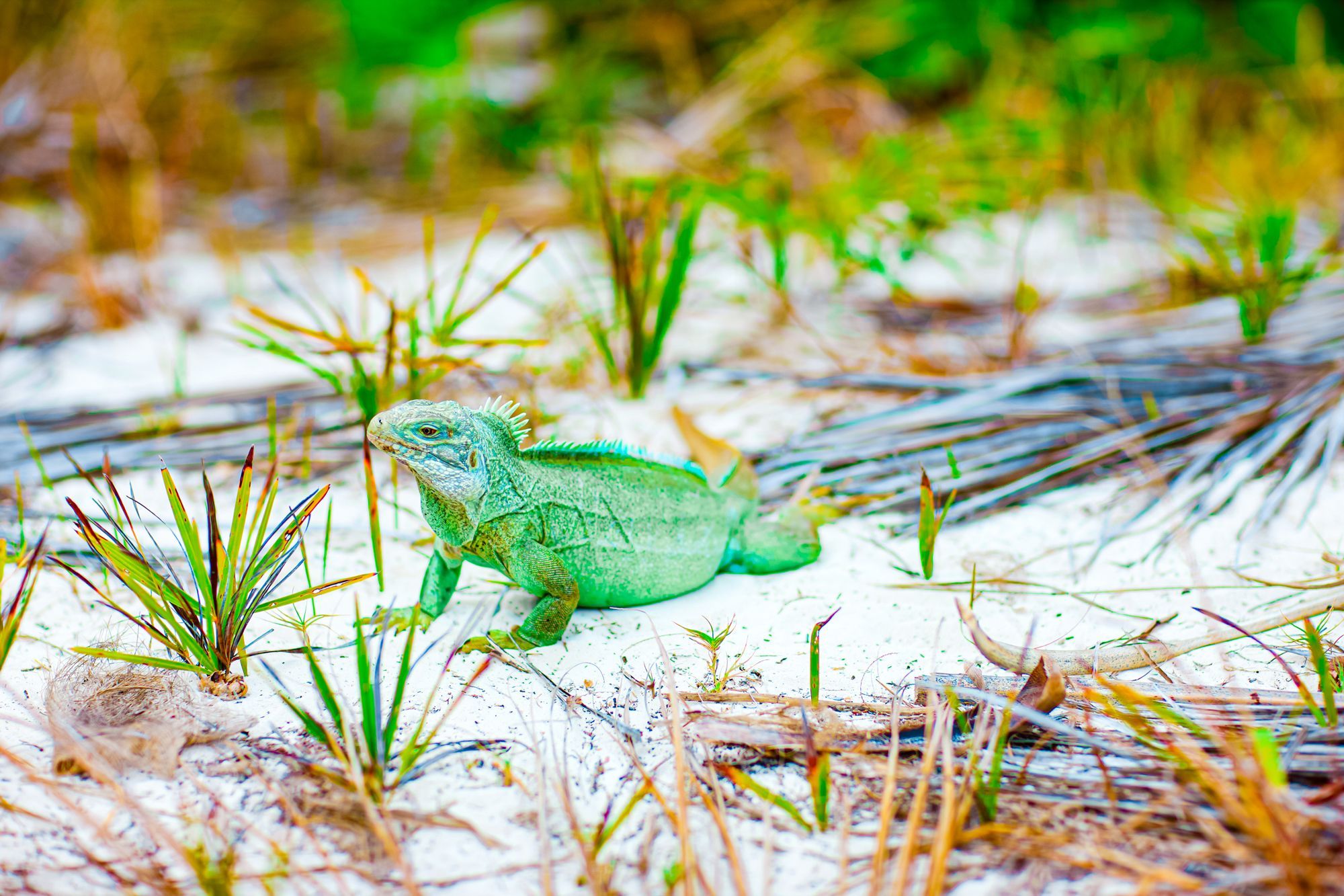 Moon Bay Rock Iguana Turks Caicos