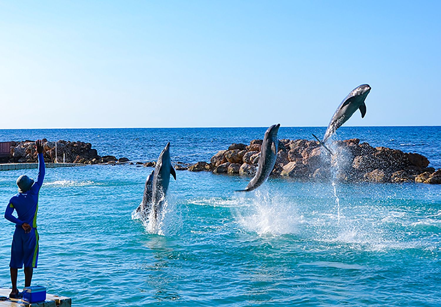 dolphin-cove