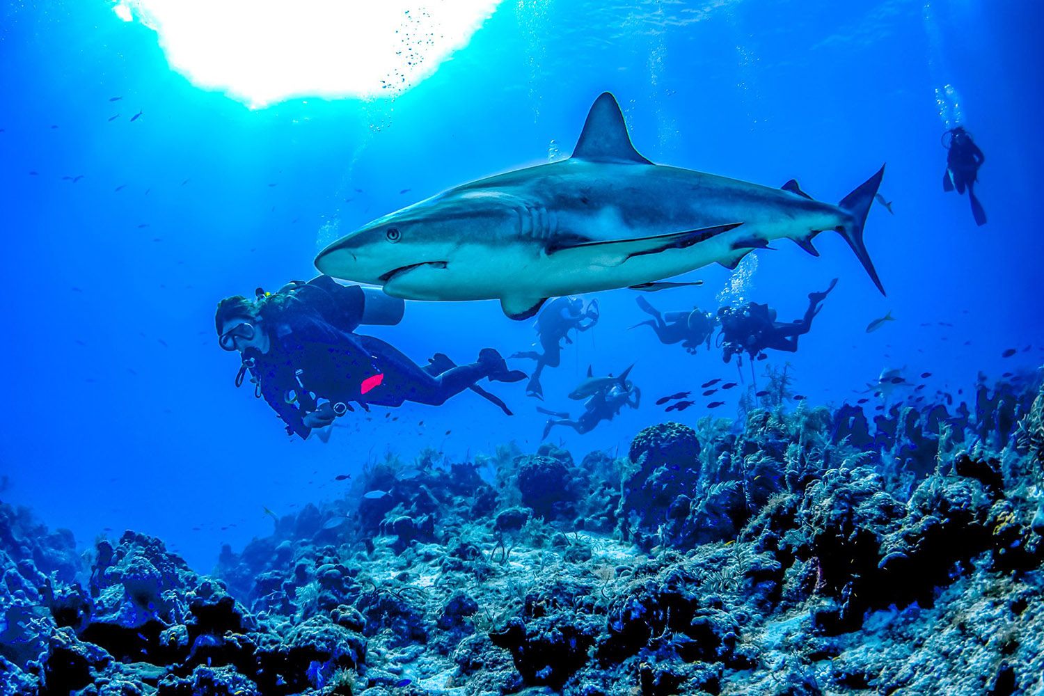 Shark-Diving-Turks-Caicos