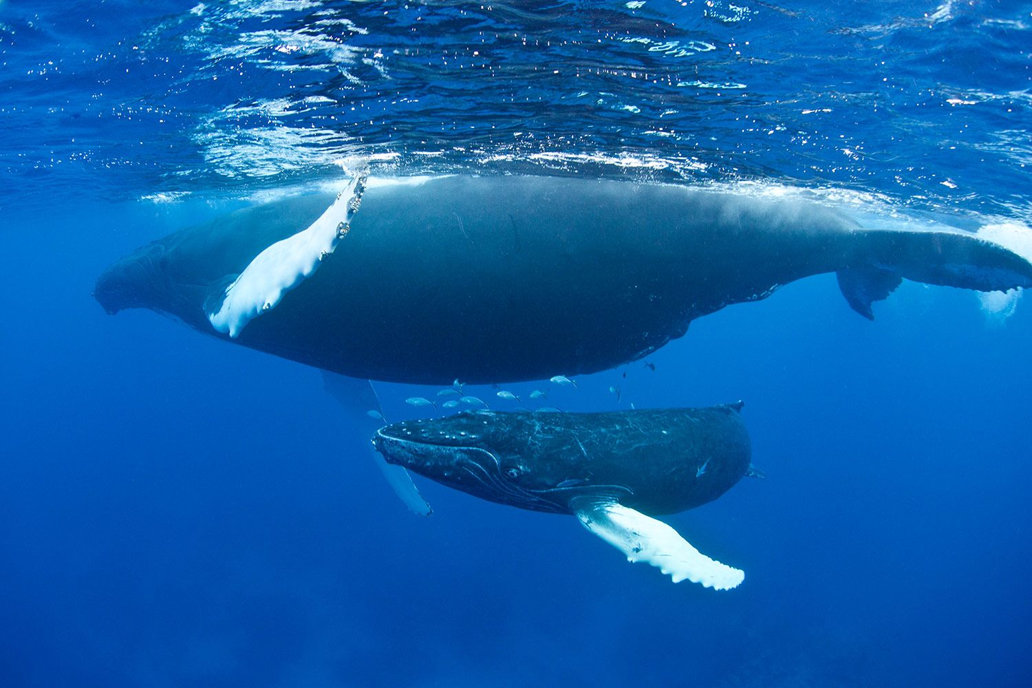 humpback-whales