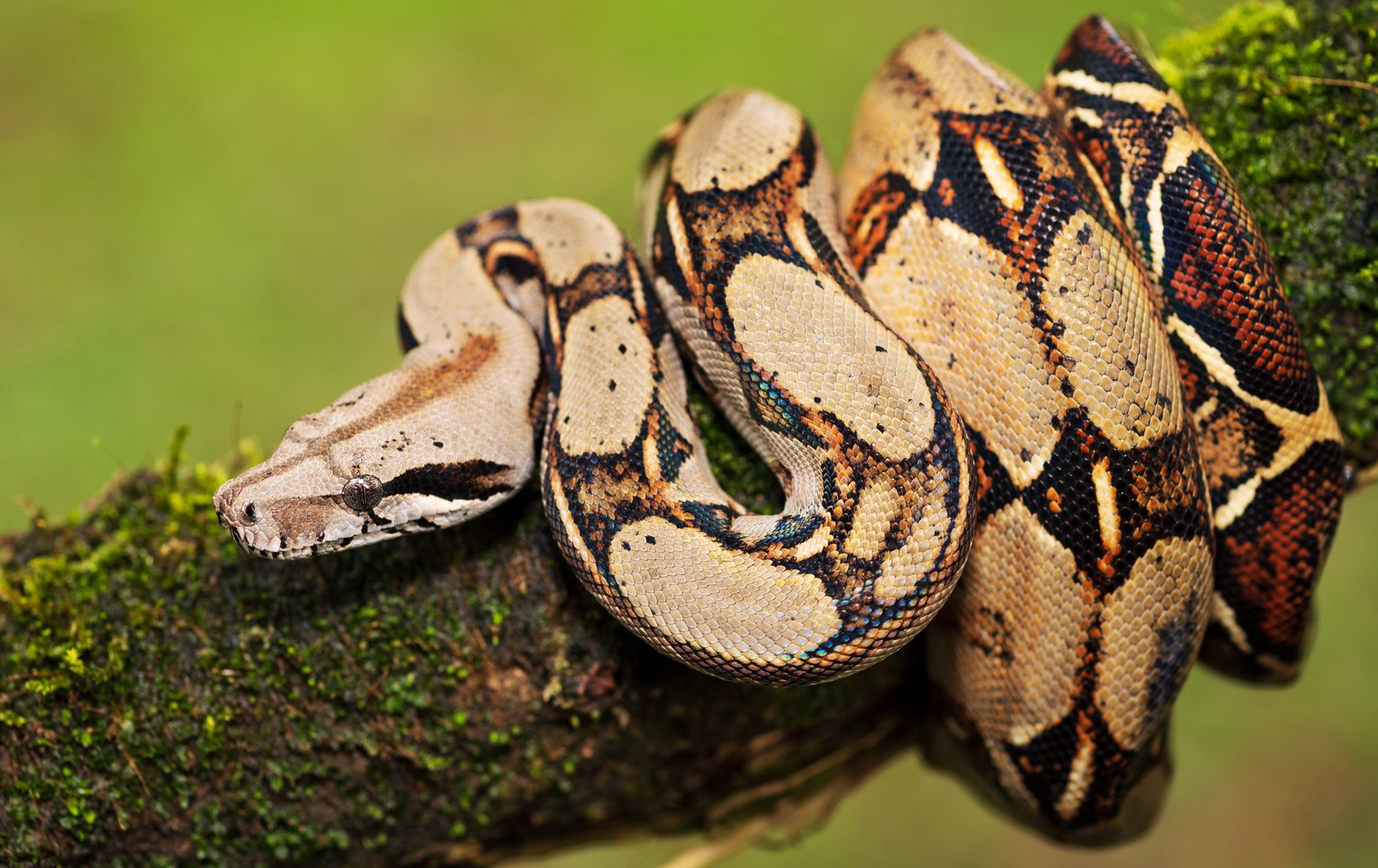 Boa Constrictor