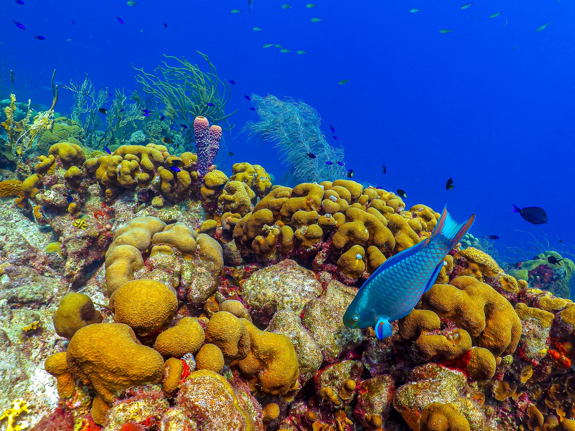 Bight Reef Coral Gardens Turks Caicos Parrot Fish