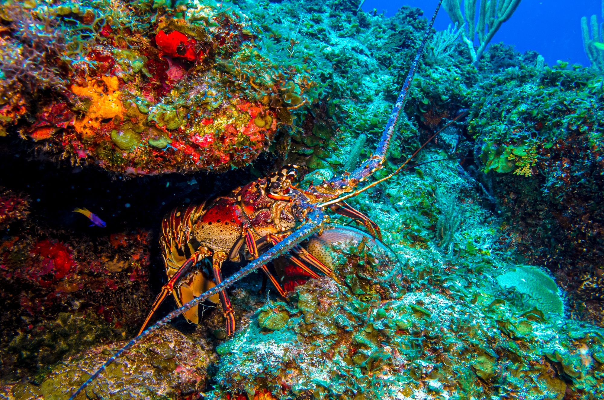 Bight Reef Coral Gardens Turks Caicos Spiny Lobster