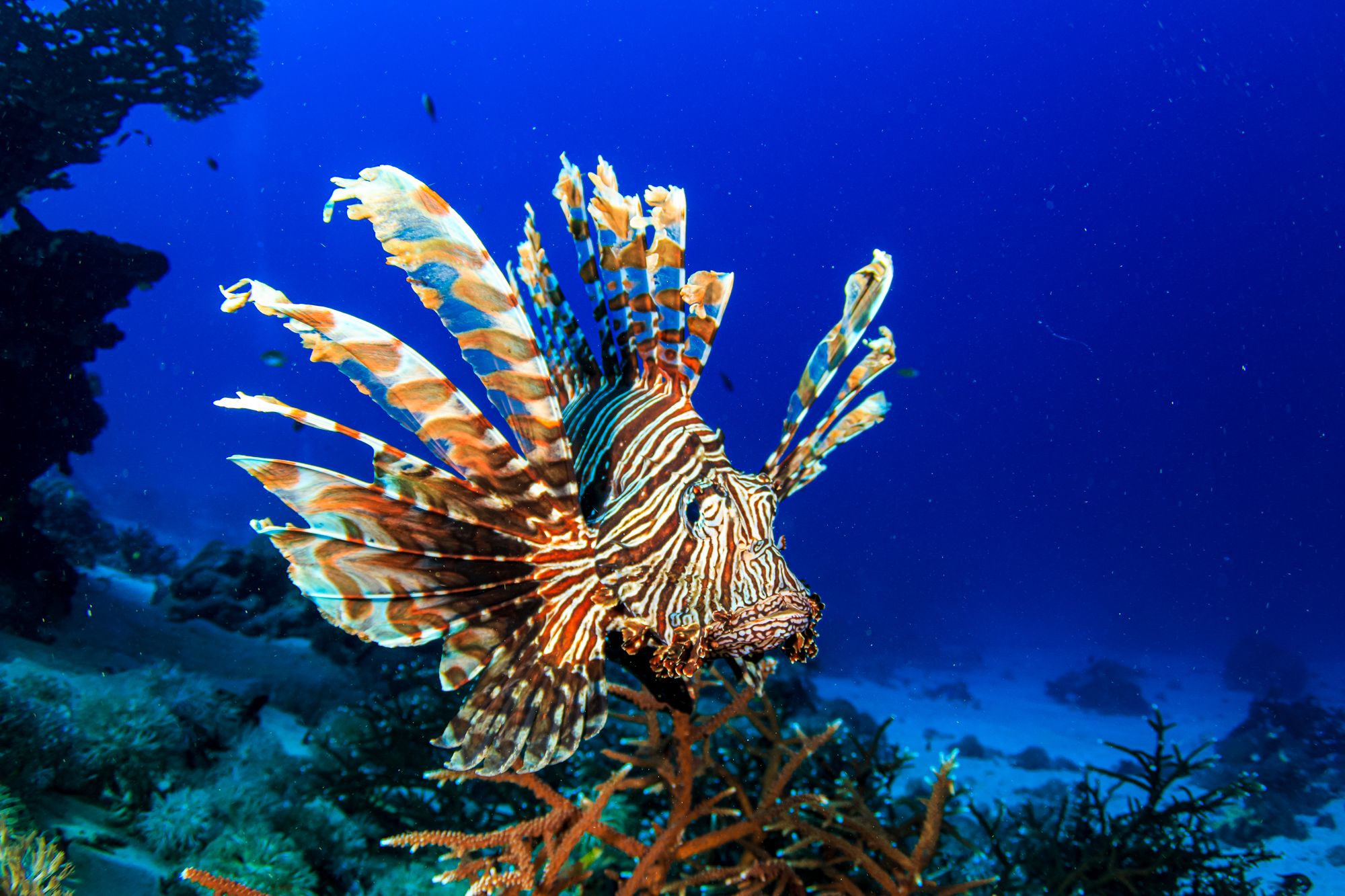 Lion Fish Jamaica Underwater