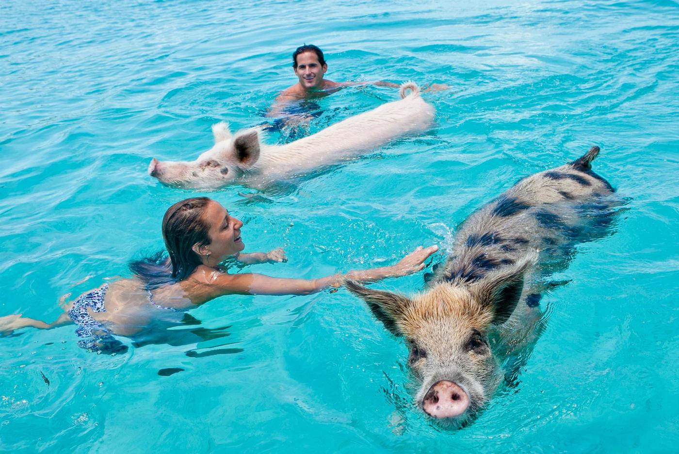 swimming-pigs-exuma