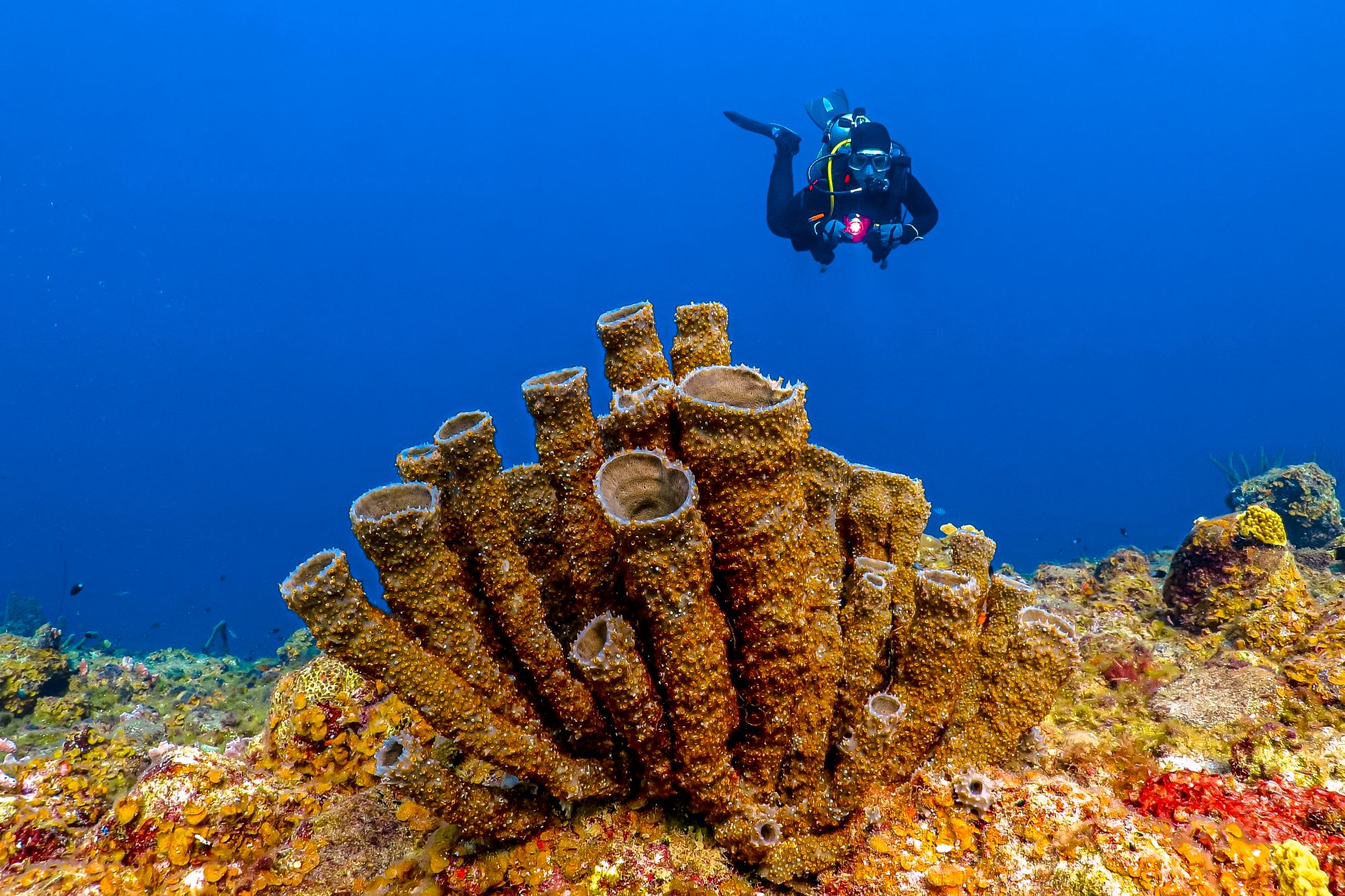 Bight Reef Coral Gardens Turks Caicos Scuba Diver