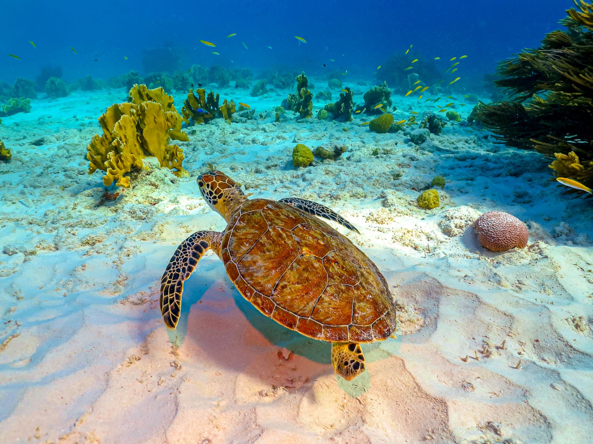 Bight Reef Coral Gardens Turks Caicos Sea Turtle