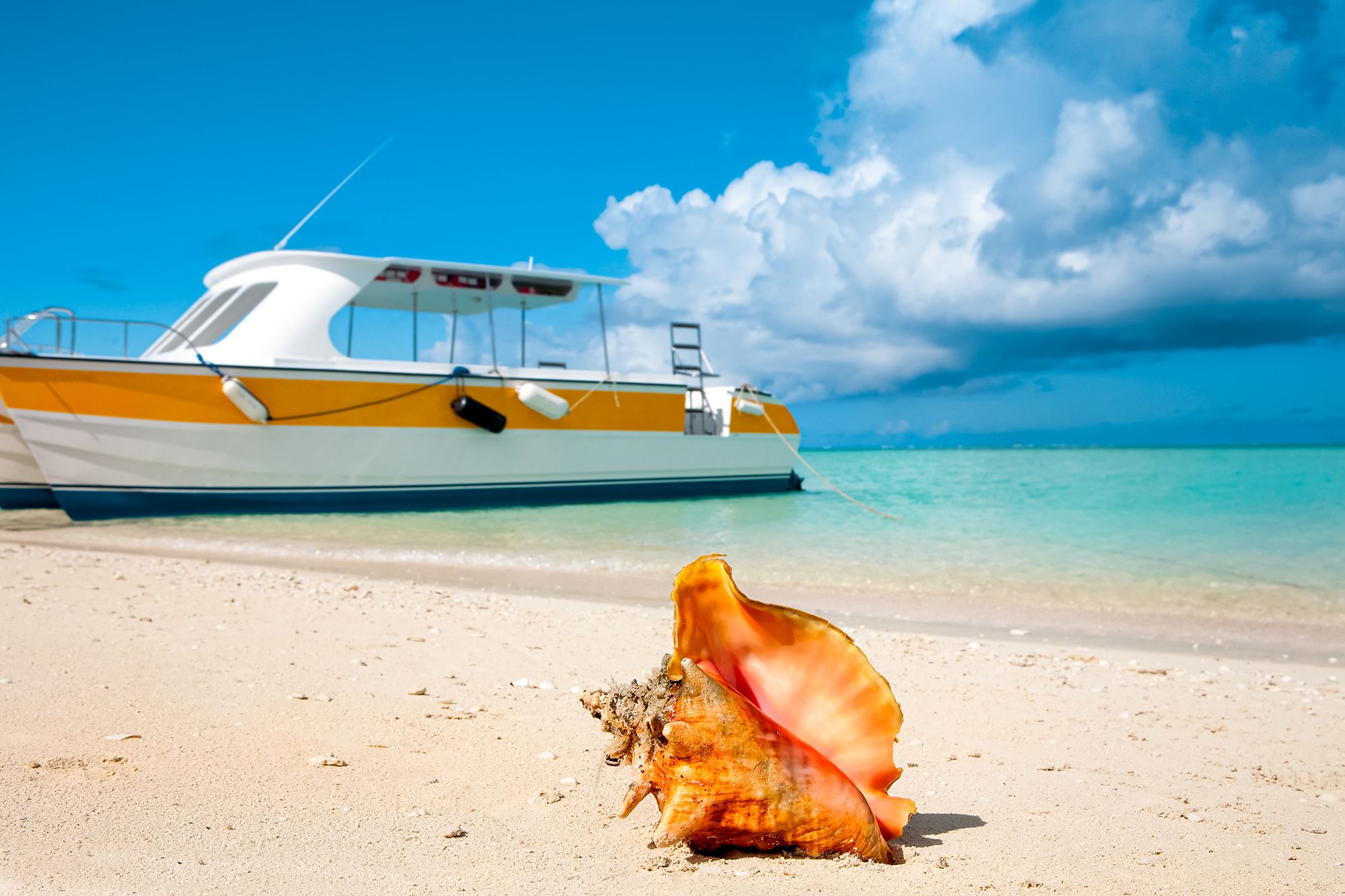Leeward Beach Turks Caicos Seashell