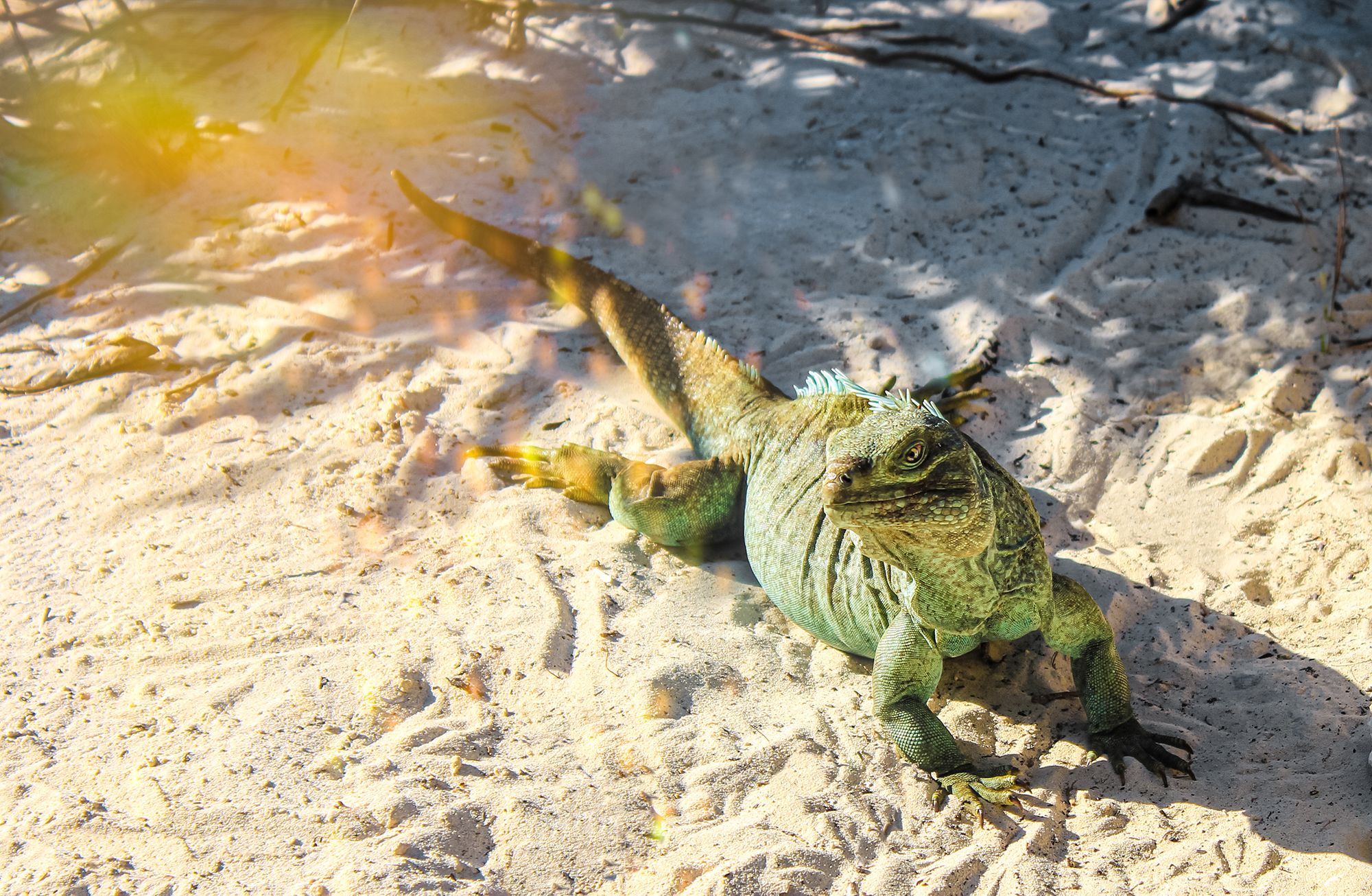 Rock Iguanas Half Moon Bay Turks Caicos