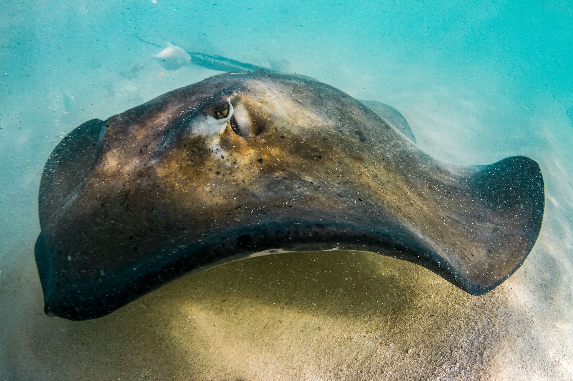 Stingray Gibbs Cay Turks Caicos