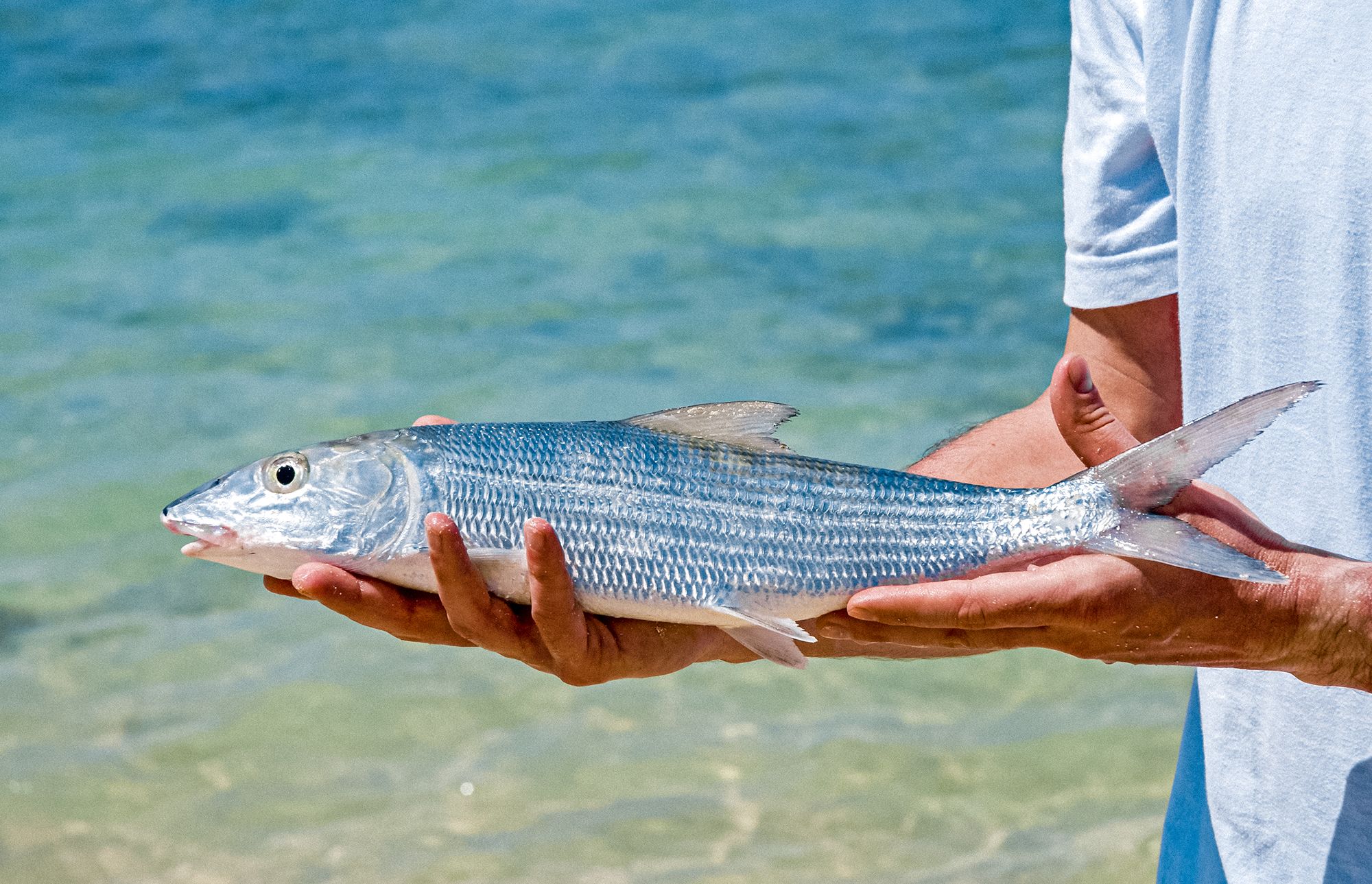 Turks Caicos Fishing Bonefishing