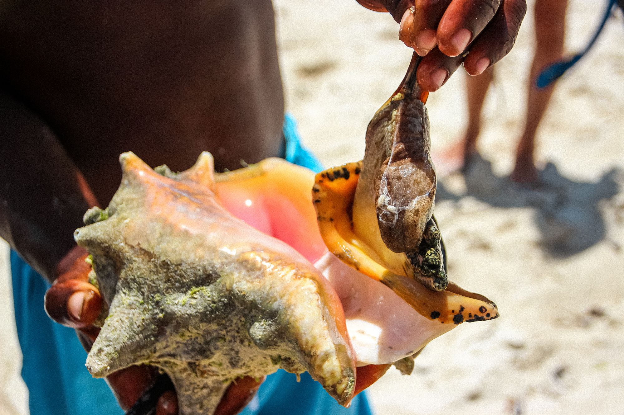 Turks Caicos Fishing Conch