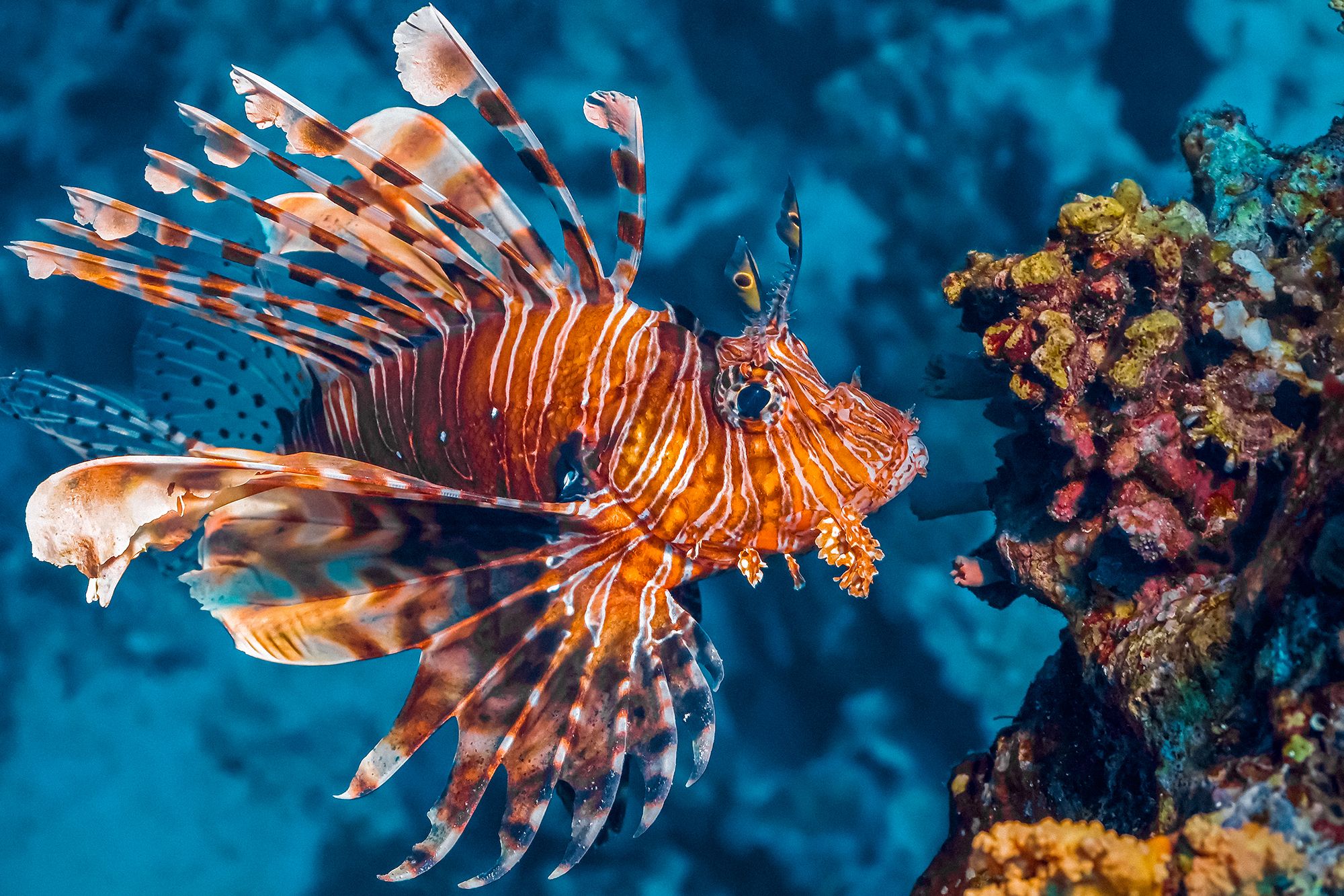 Turks Caicos Fishing Lionfish