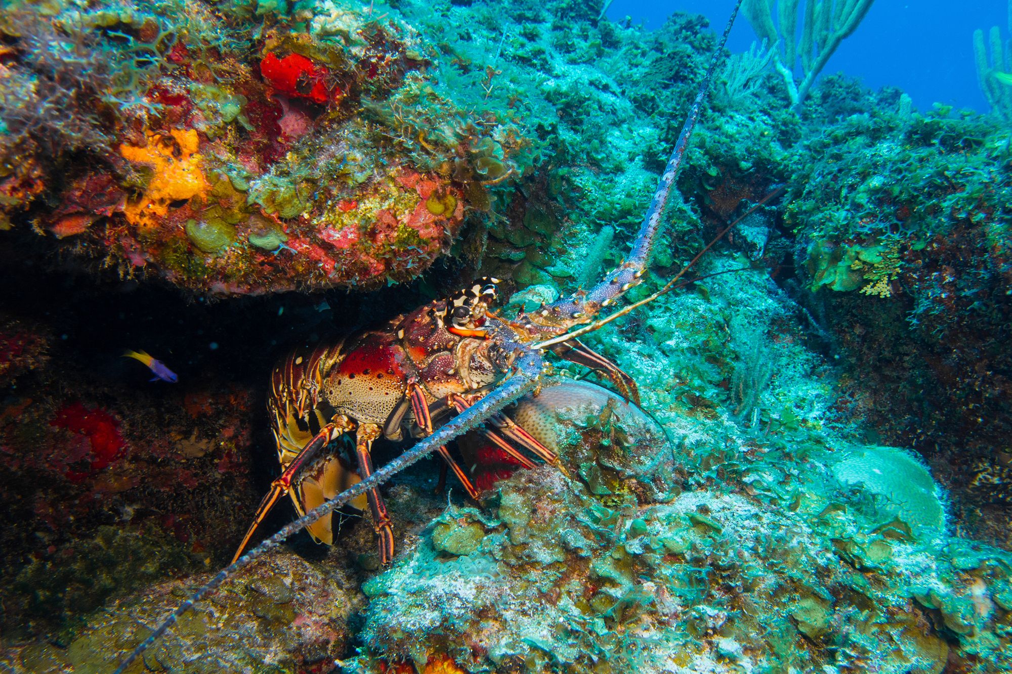 Turks Caicos Fishing Lobster