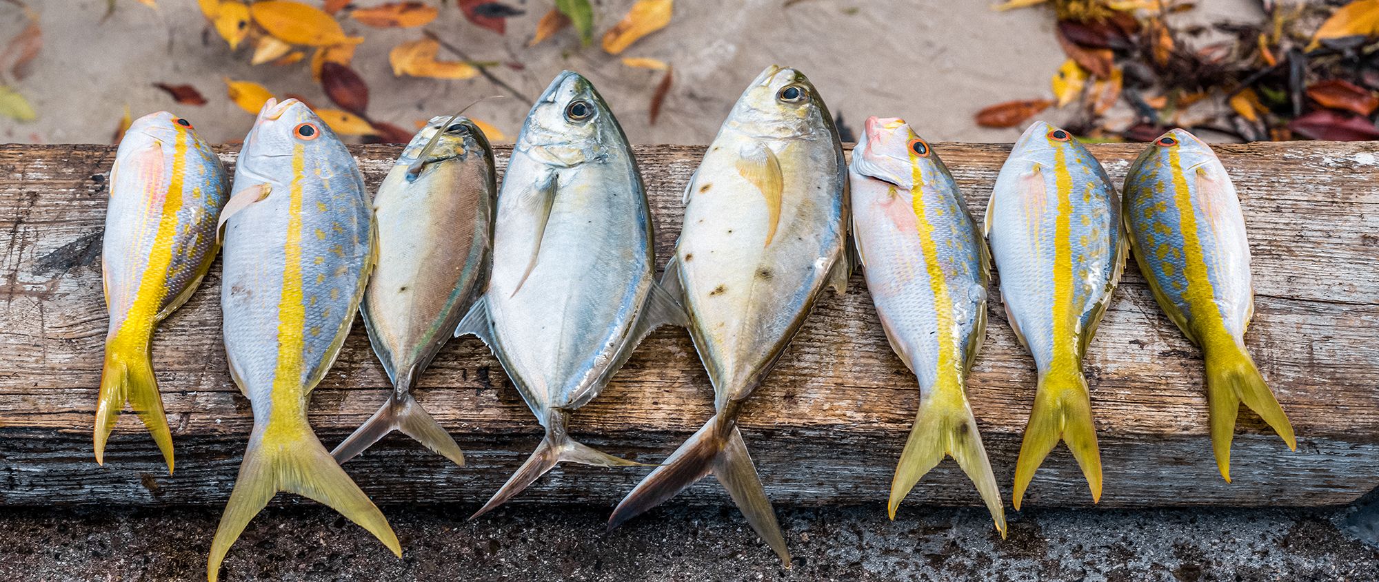 Turks Caicos Fishing Yellowtail Snapper