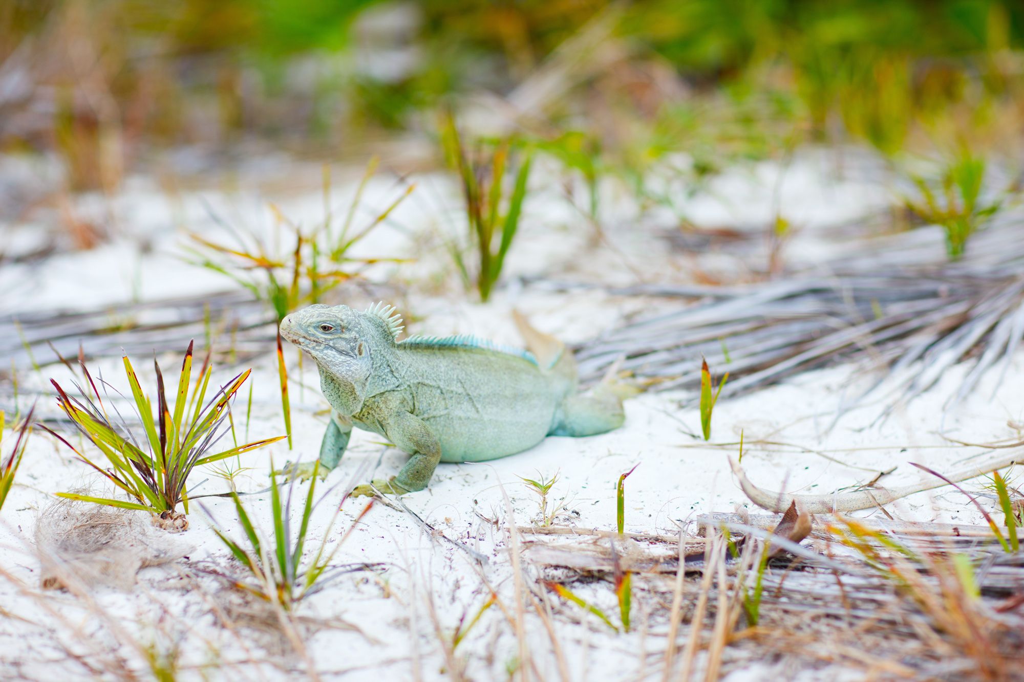 Iguana-Island