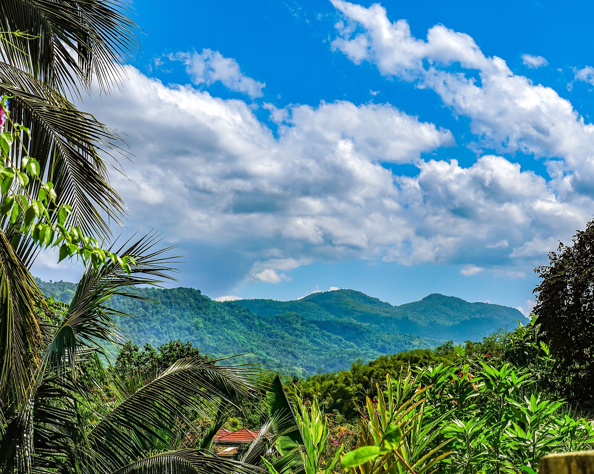 Blue Mountain Coffee Best Jamaican Coffee Guide Beaches