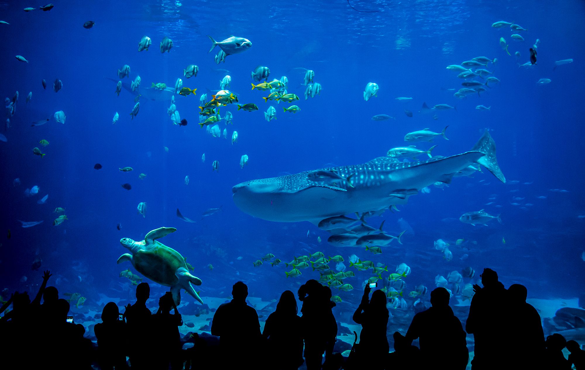 Family Vacation Ideas Aquarium