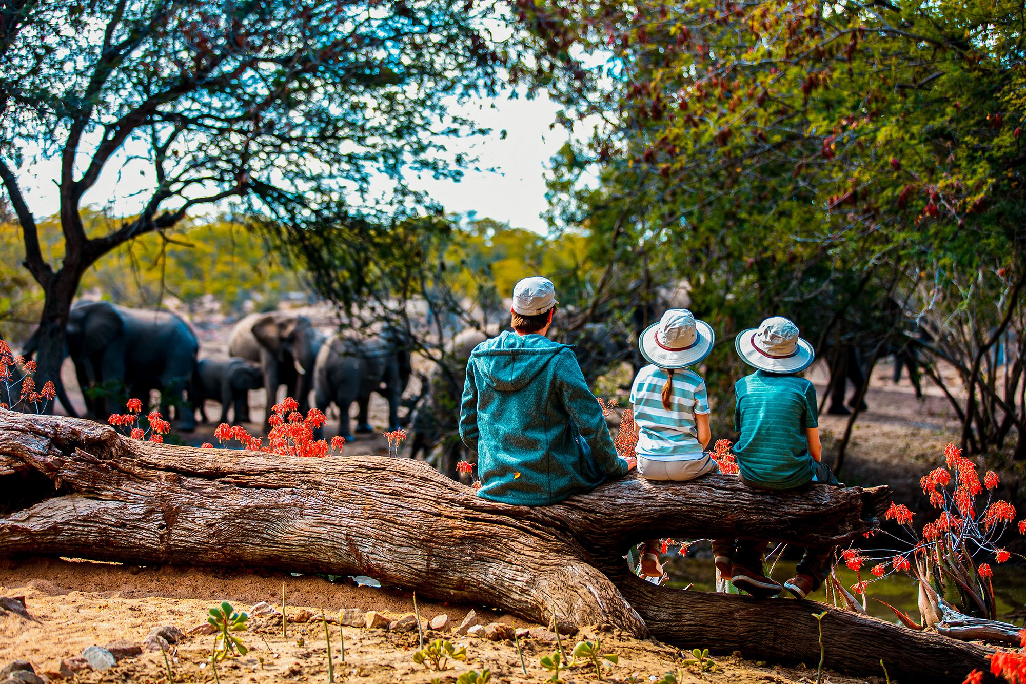 Family Vacation Ideas Safari