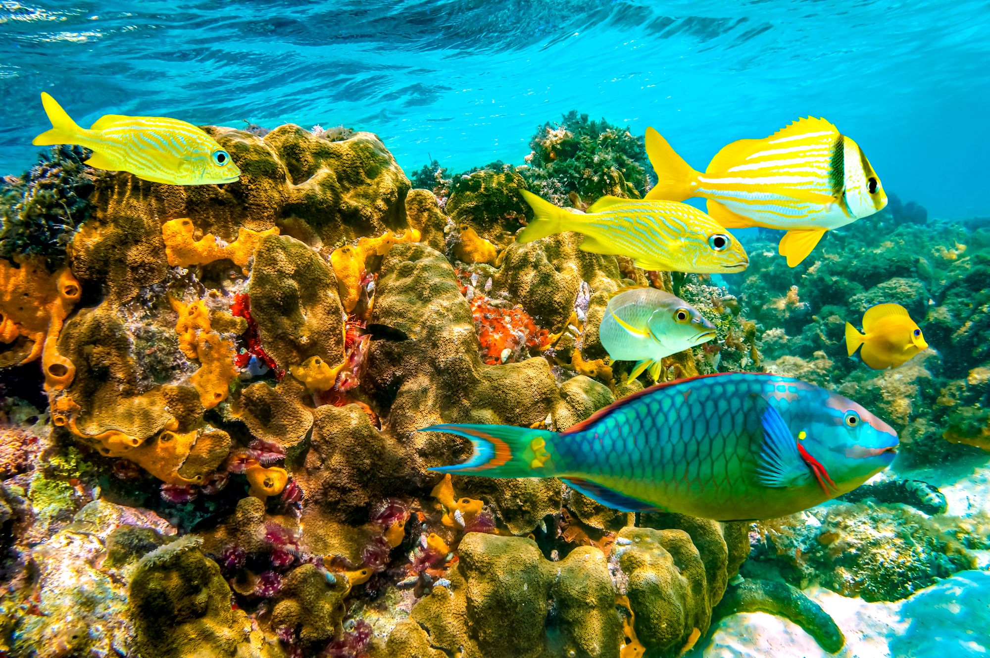 snorkeling tour jamaica