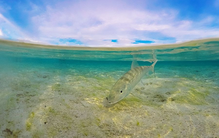 Bonefish--1