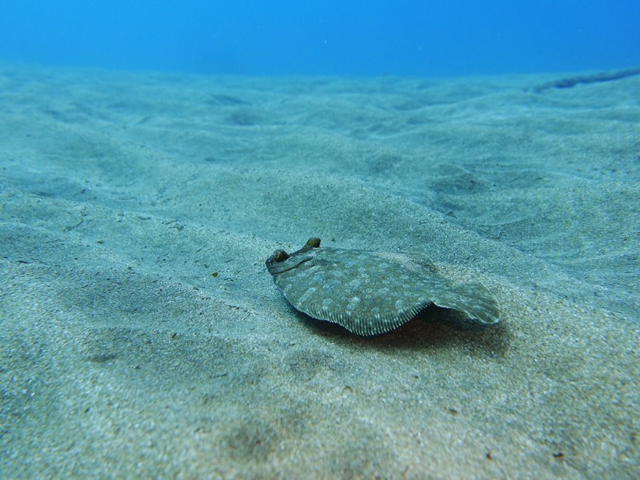 Flounder