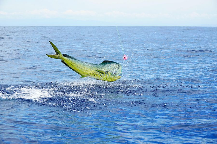 Mahi-mahi