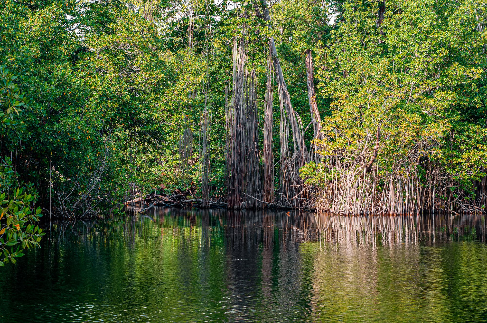 black river safari