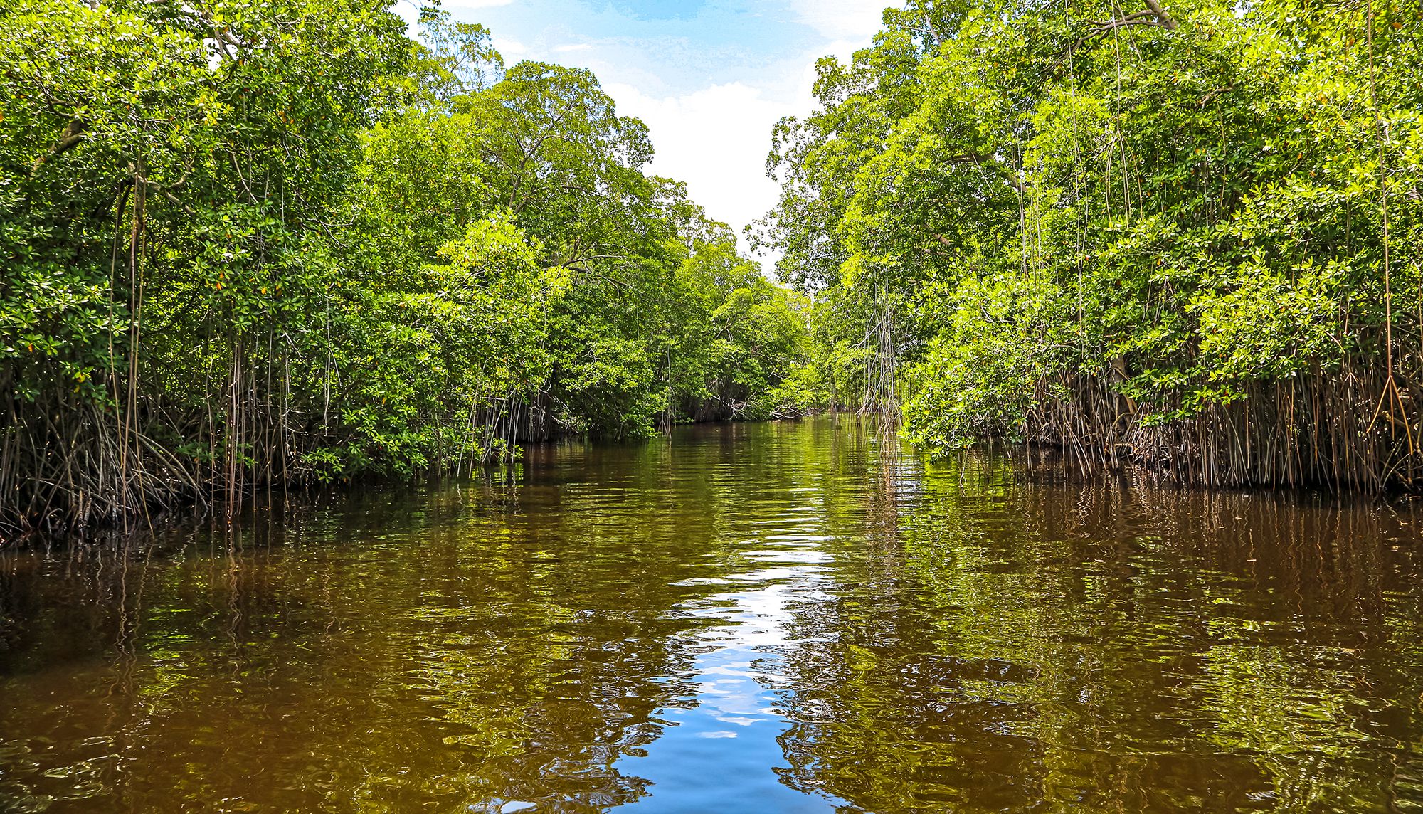 black river safari